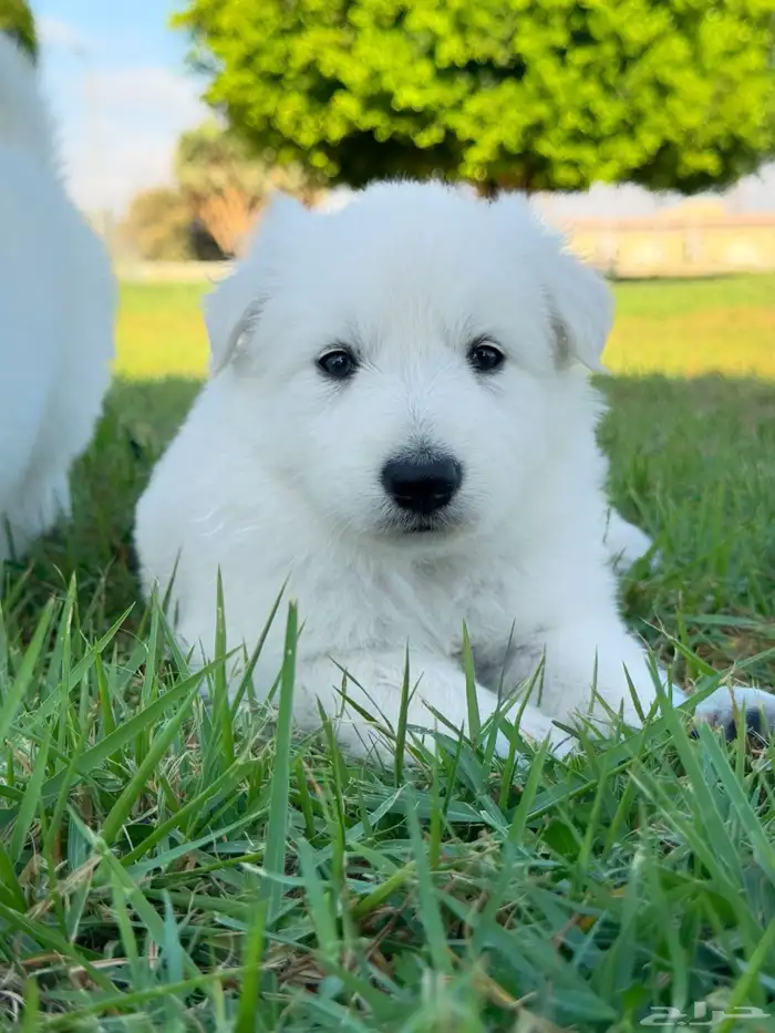 وايت جيرمن _ white German 4