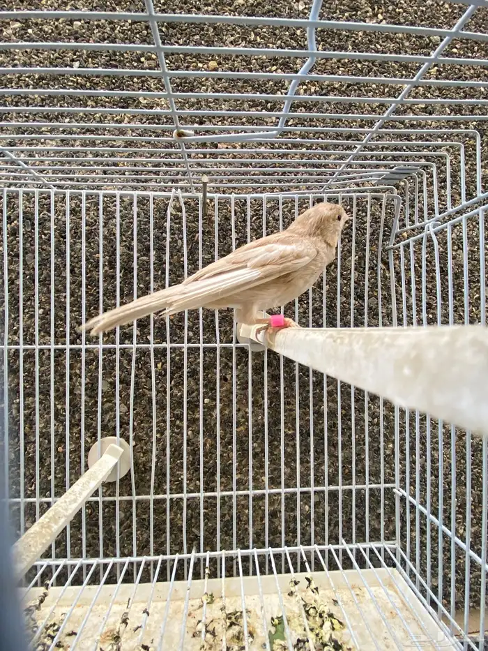 كناري.ذكر توب مغرد 2