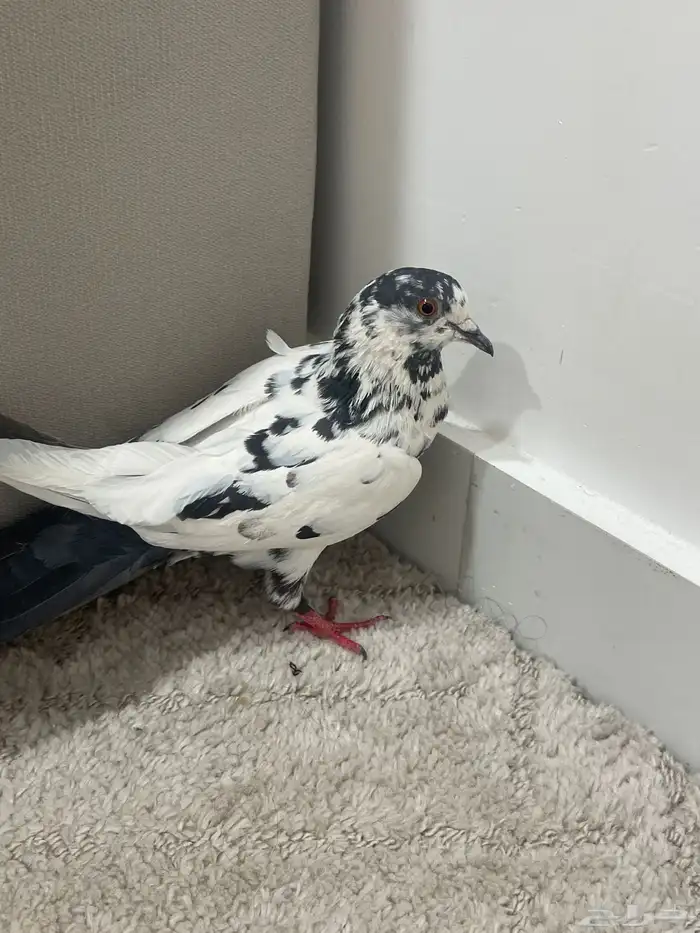 وش نوع الحمامه ذي 0