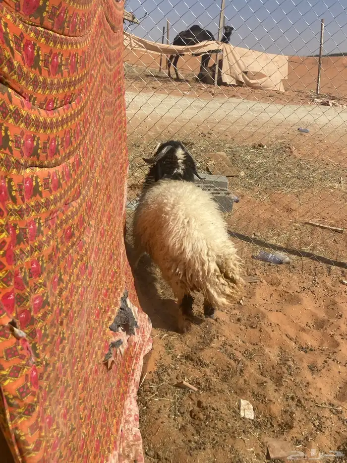 نعيمي جذع فاخر 1