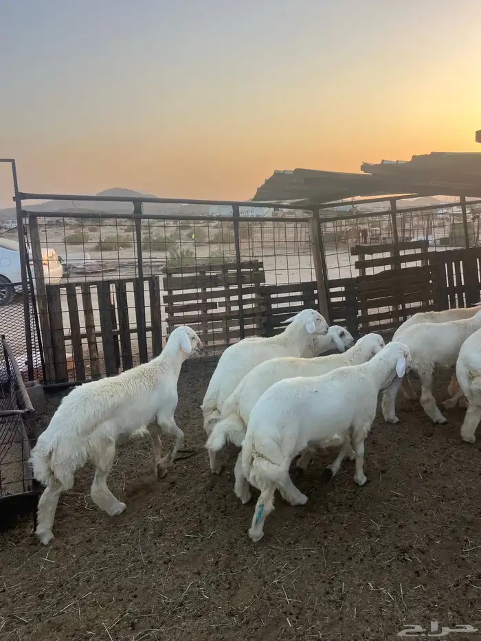 طليان حريه مع الذبح وتوصيل207تقيم إيجابي ولله الحمد 3