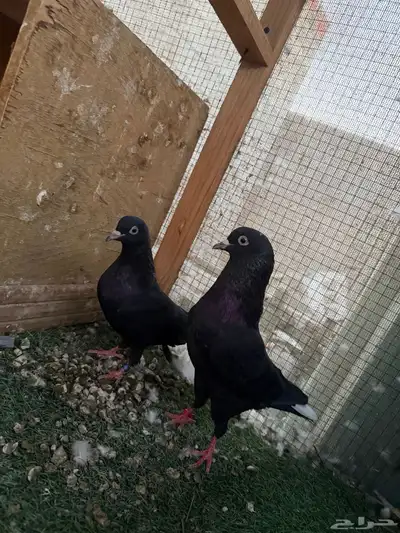 للبيع قطايف اجوز تب مطير index