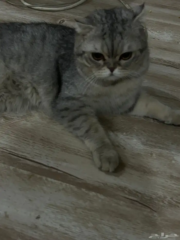 قط سكوتش للتبني 3