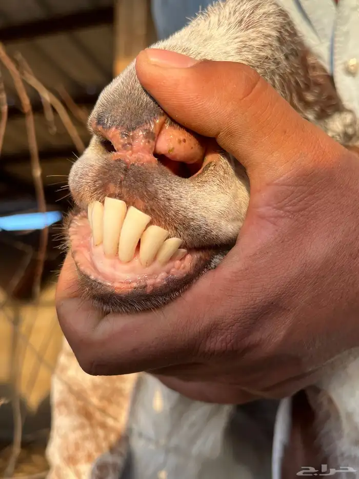 عنز هولدينه يتبعها 3 تيوس 4