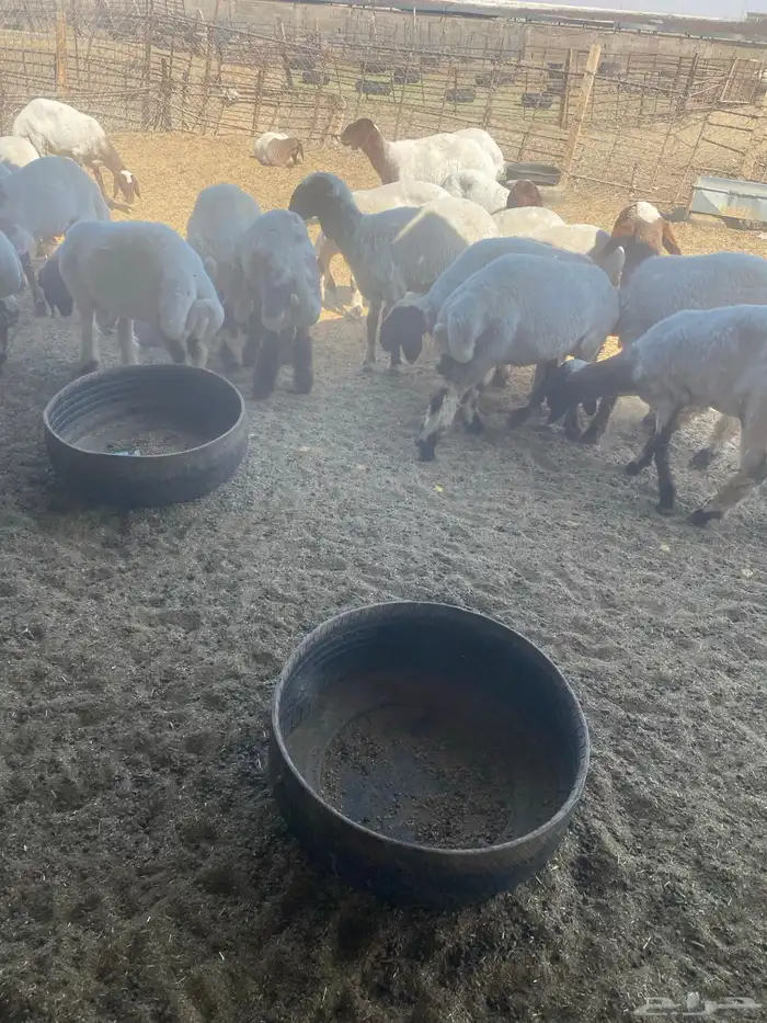 جذعات نعيم 3