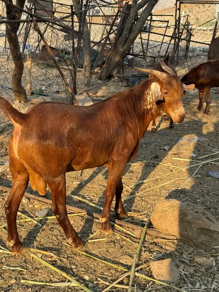 تيوس مناسبات سمان شحم ومضمومه ولله الحمد 3