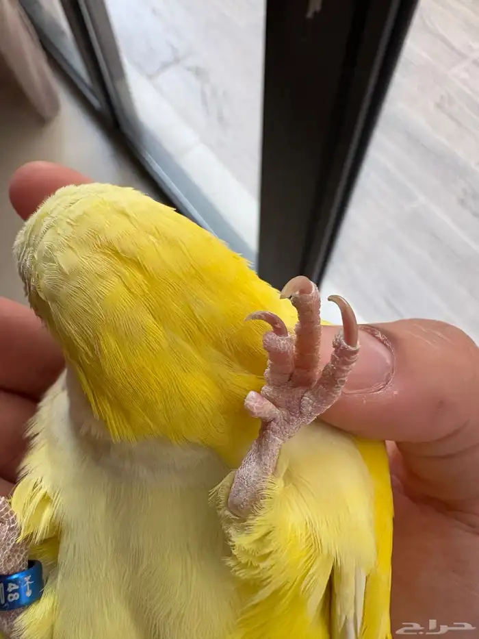 كويكر لاتينو اليف 2