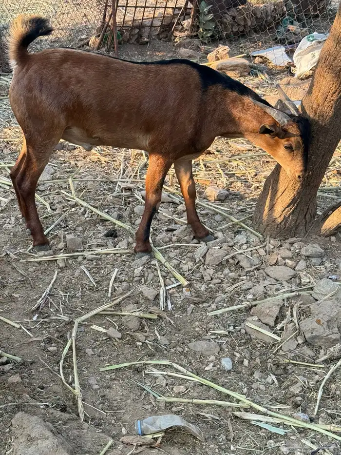 تيوس مناسبات سمان شحم ومضمومه ولله الحمد 1