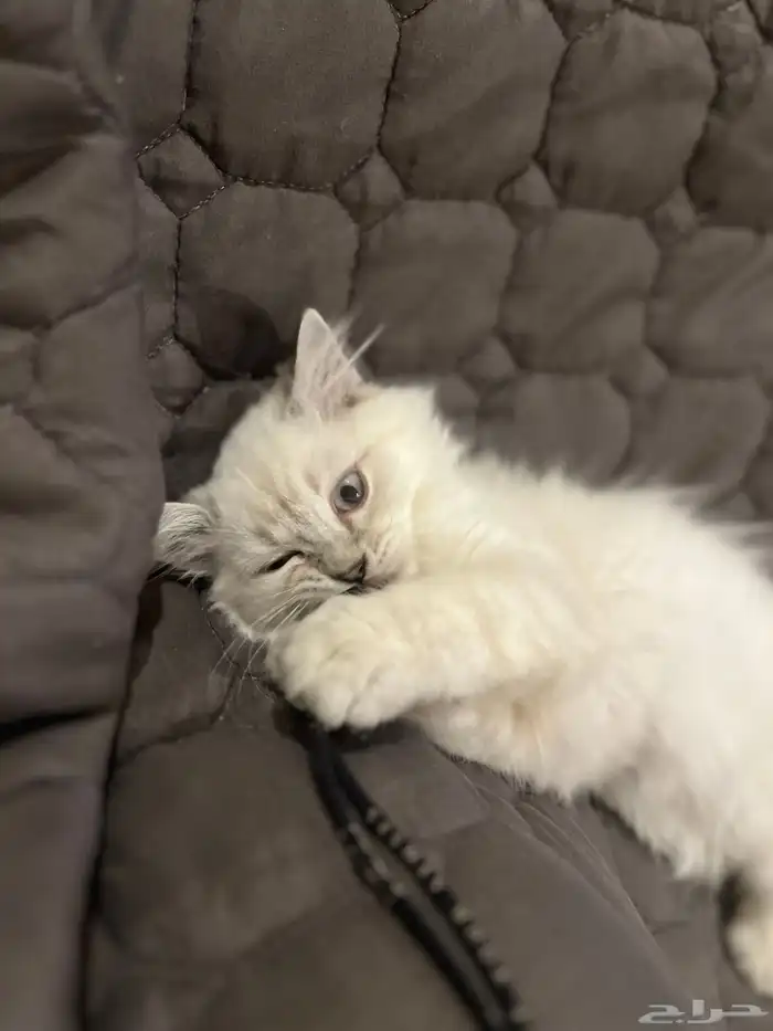 قطه للبيع شرازي 5