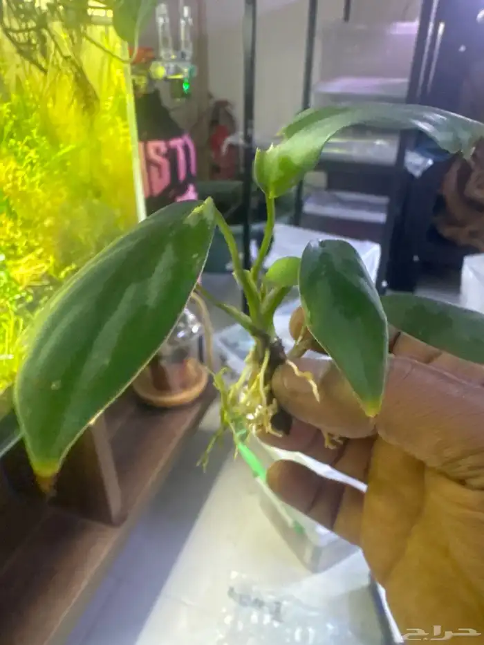 احواض سمك aquarium مزروعة  ونباتات مائية   تصاميم إحترافية 17