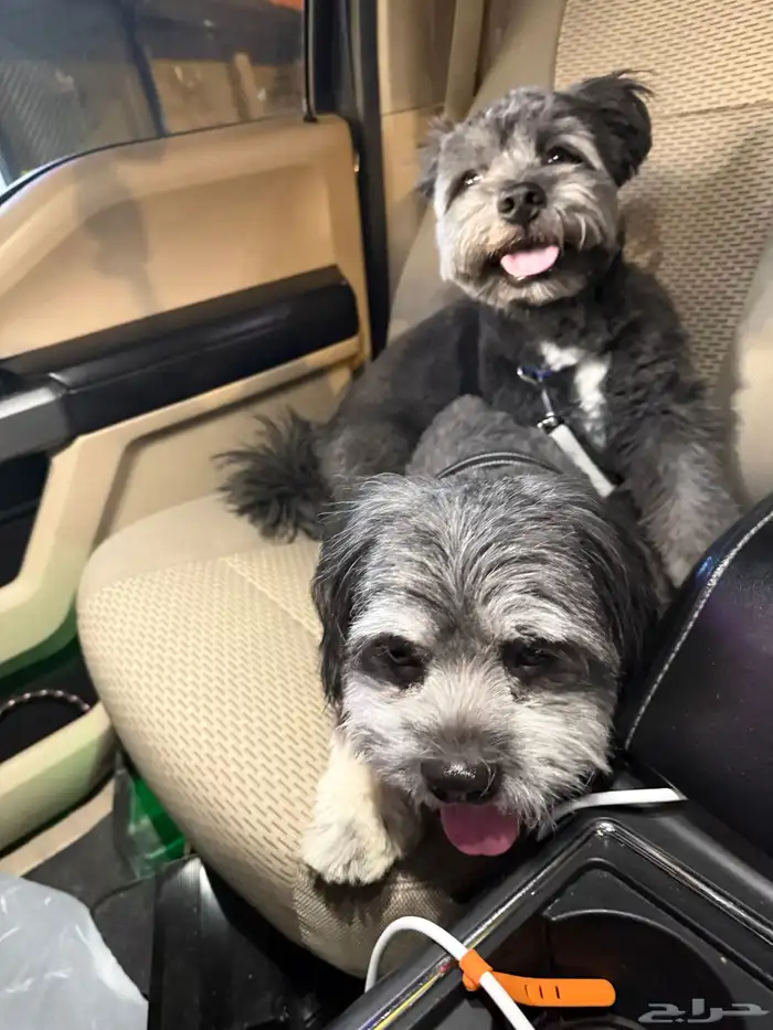 كلب مالتيز اسود ذكر وأنثى 7