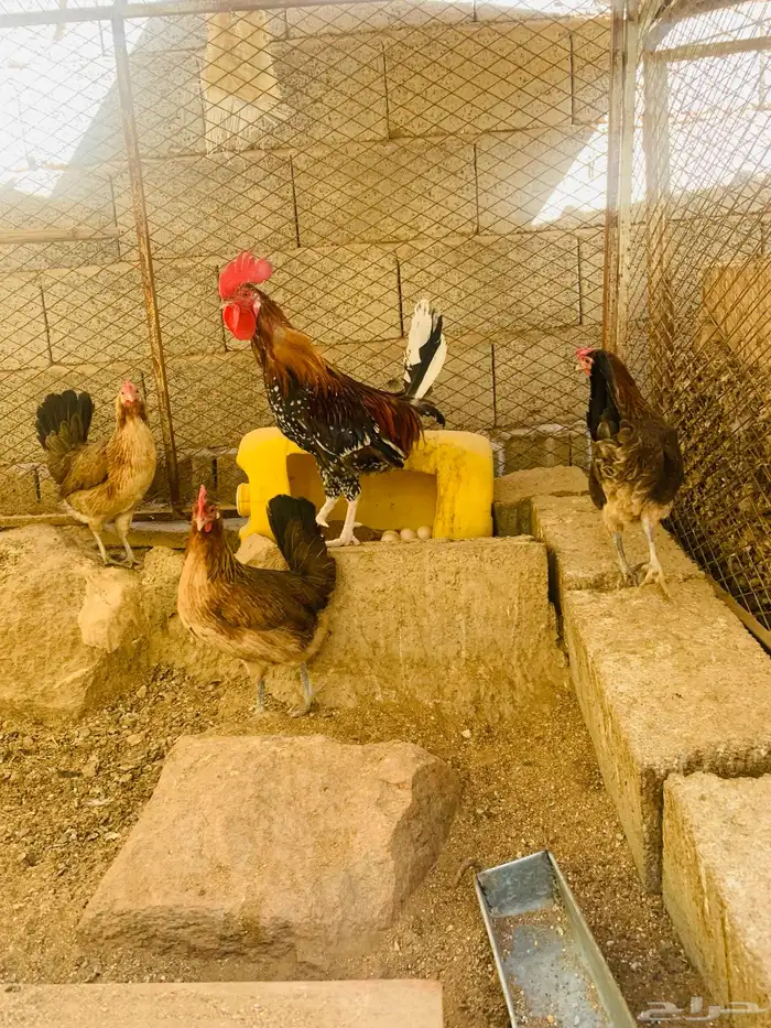 ديك و3 دجاج عربي 3
