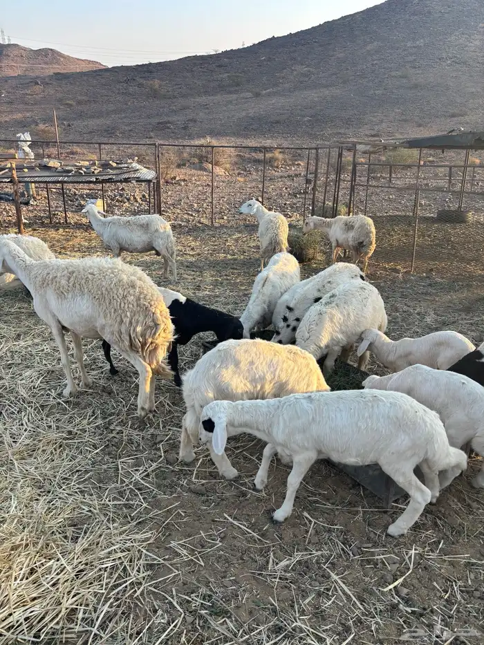 غنم حريه للبيع 1