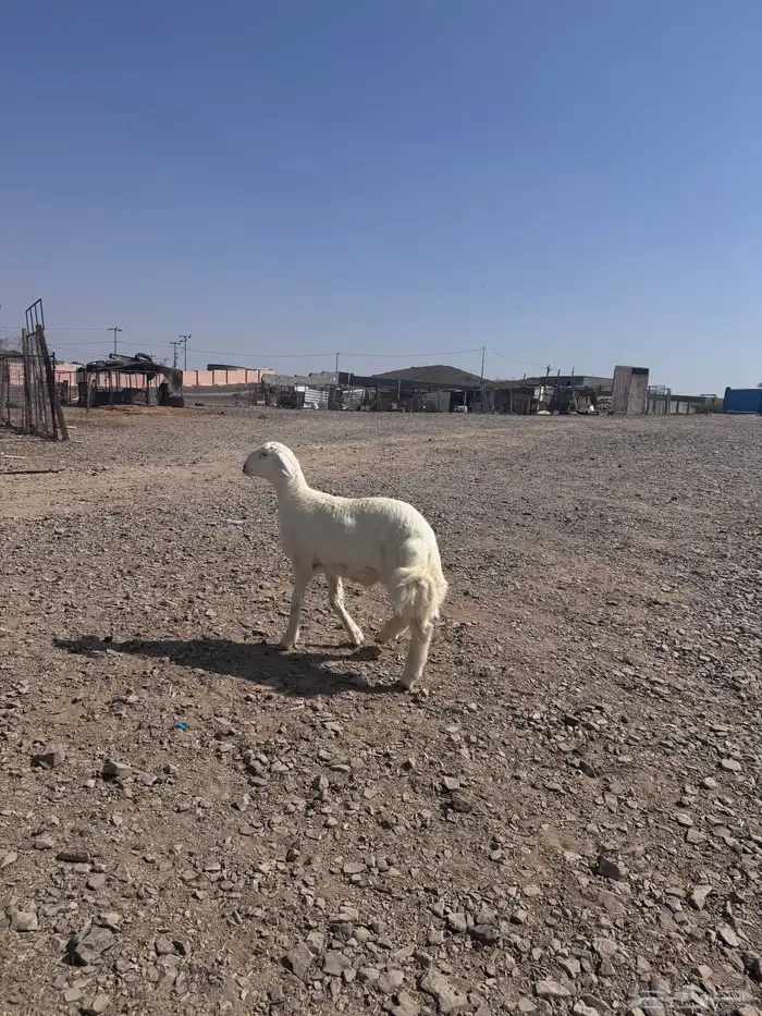 طلي عمره 5 شهور 0