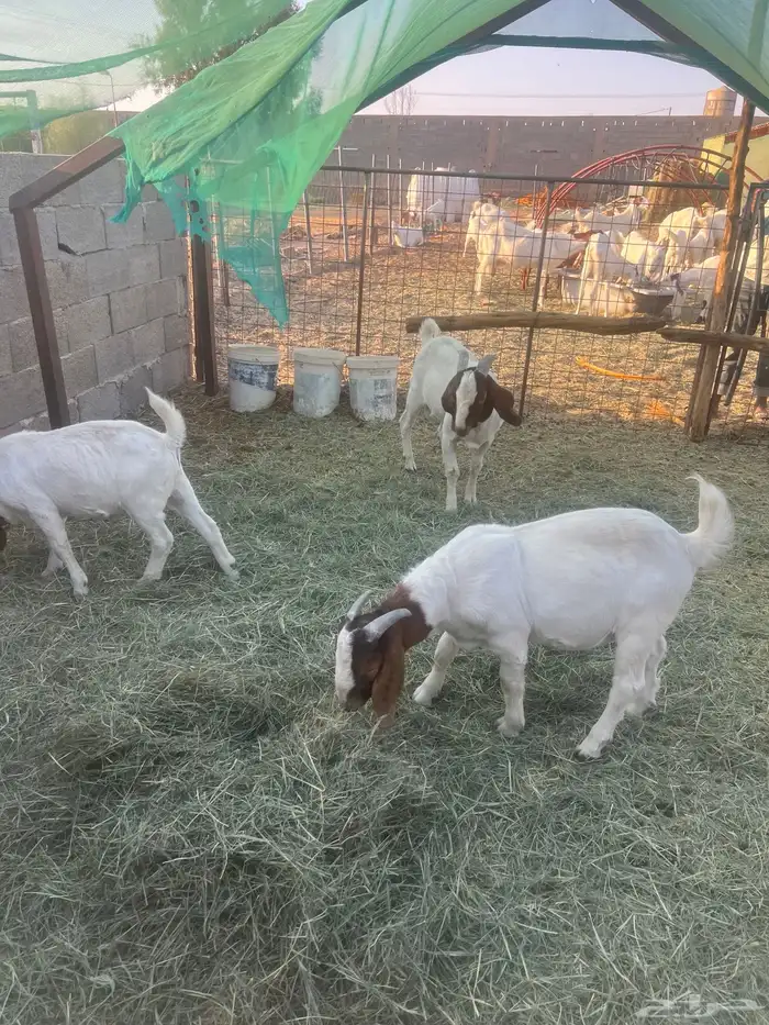 بورقوت تيوس بورقت 2