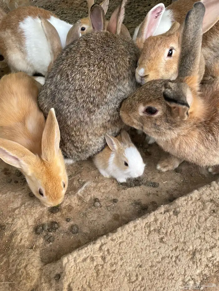 أرانب بلديه وهولانديه للبيع المستعجل 0