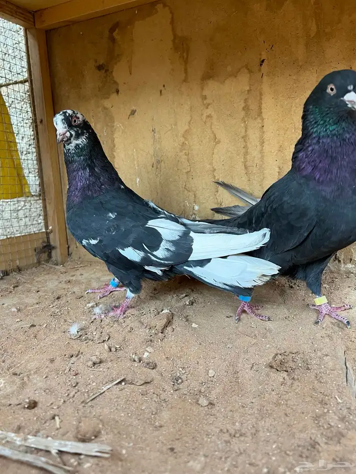 حمام قطيفي 2