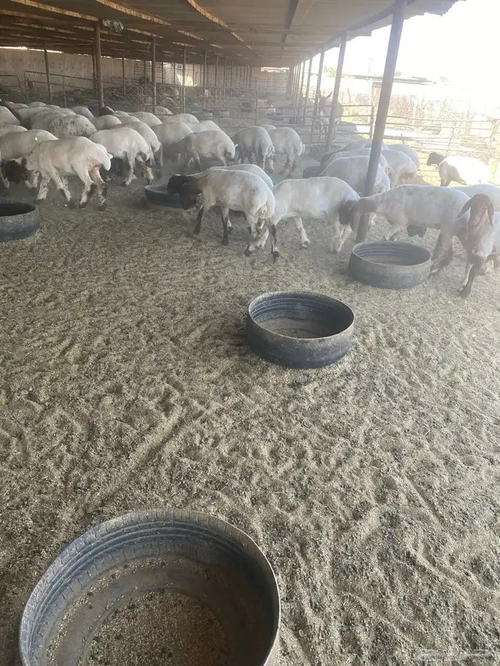 جذعات نعيم 0