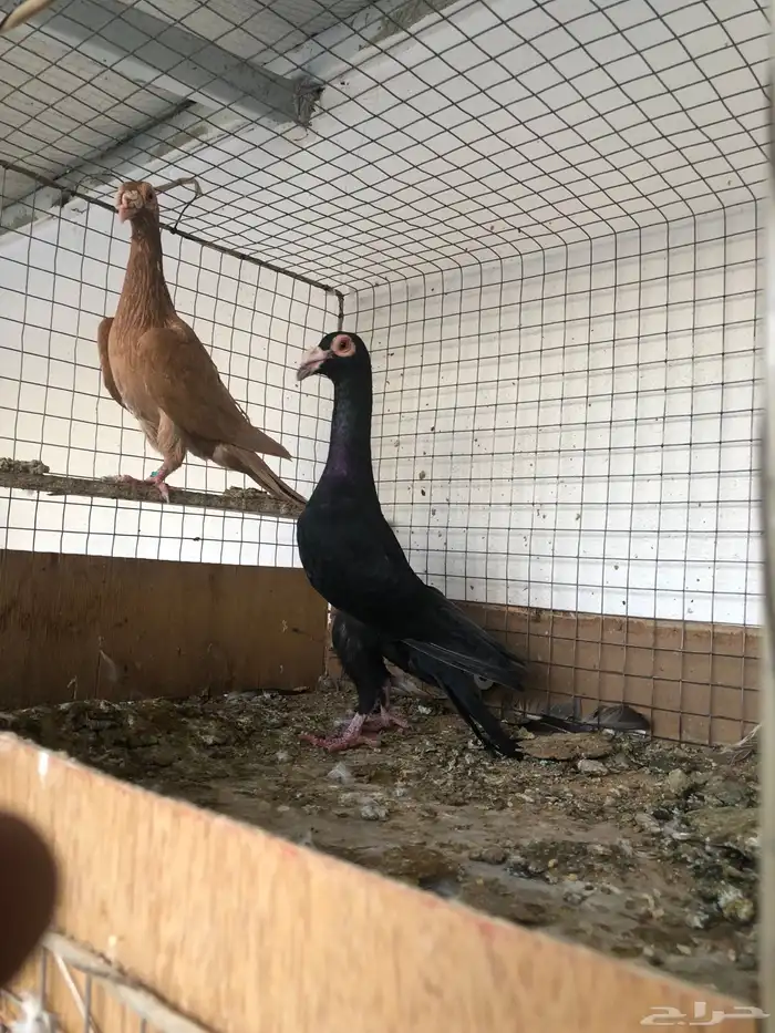 حمام لورنسات 1