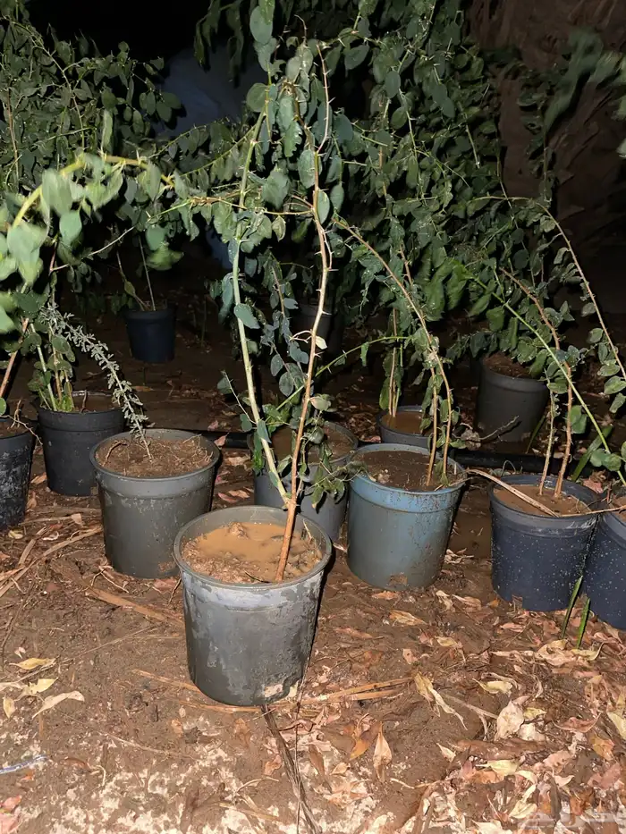 شتلات اشجار سدر كميه محدوده كما هي موضح 1