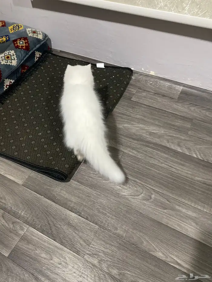 قط شيرازي العمر 2 شهر 2