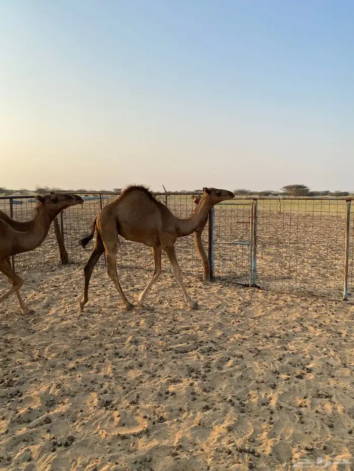 قعدان العدد7 فيها وحدة بكرا 1