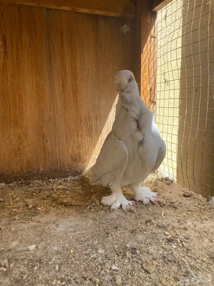 انثى فراشه 5