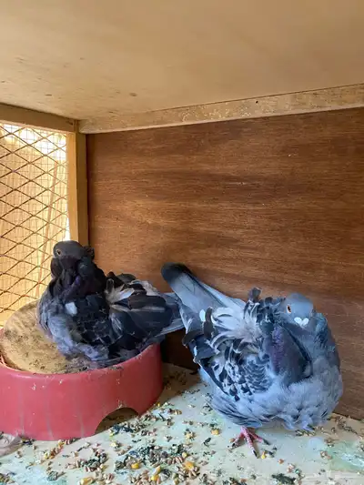 عشه حمام للبيع index