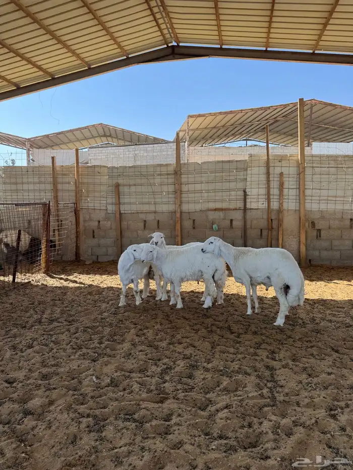 خرفان حريات جبره 3