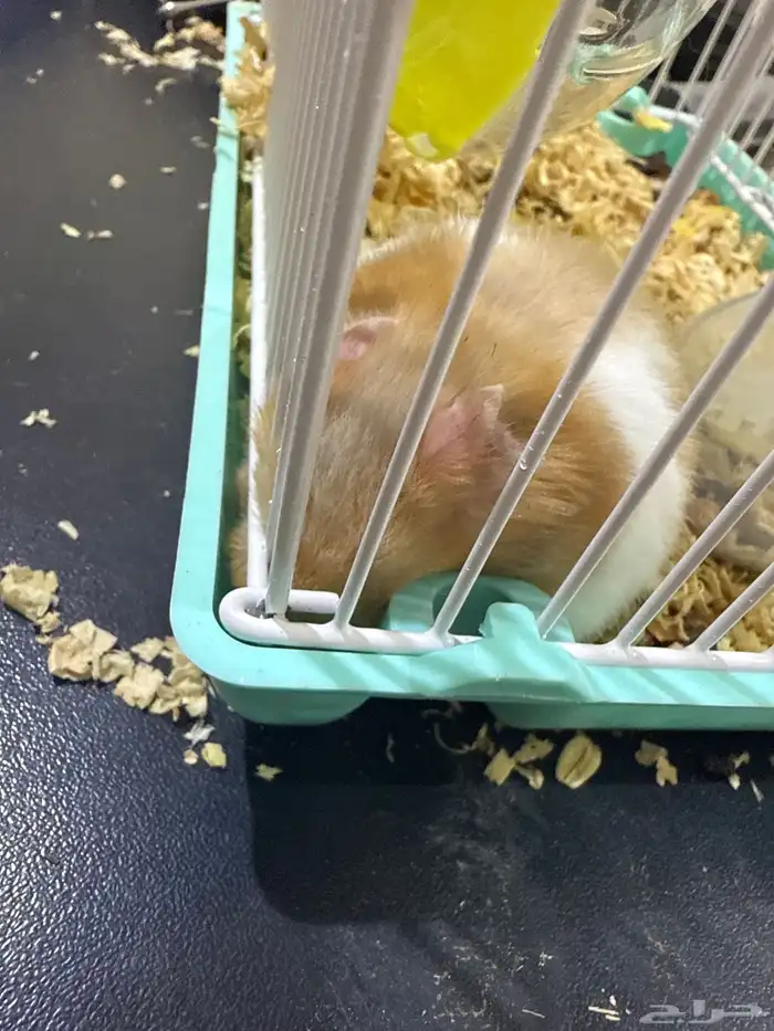 همستر للتبني 0