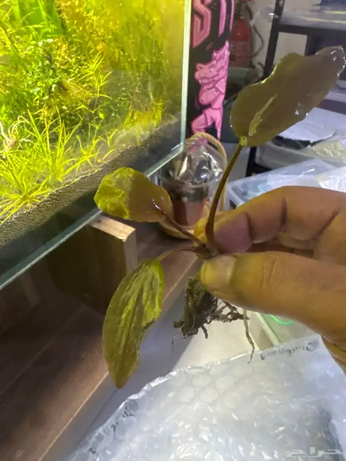 احواض سمك aquarium مزروعة  ونباتات مائية   تصاميم إحترافية 16