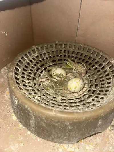 حمام قطيفي وزاجل وقلاب البيع جمله index