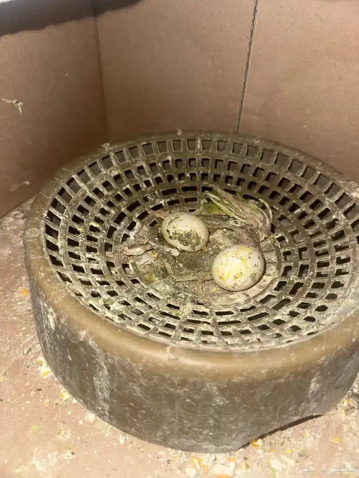 حمام قطيفي وزاجل وقلاب البيع جمله 4