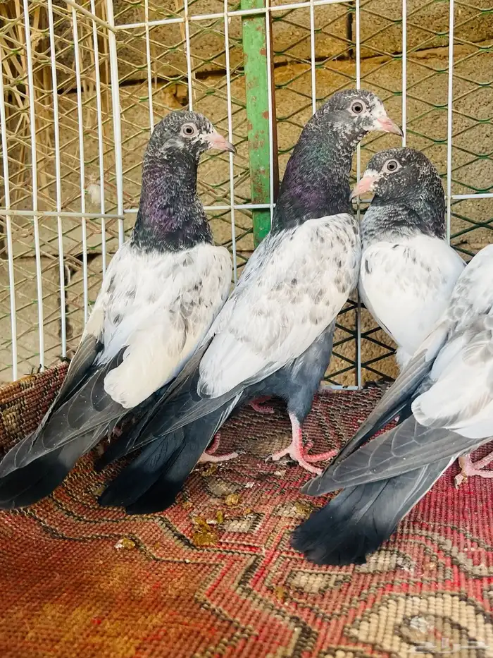 طبات تيدي فواخر 0