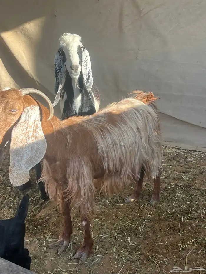 4 معزا يتبعها 7 3