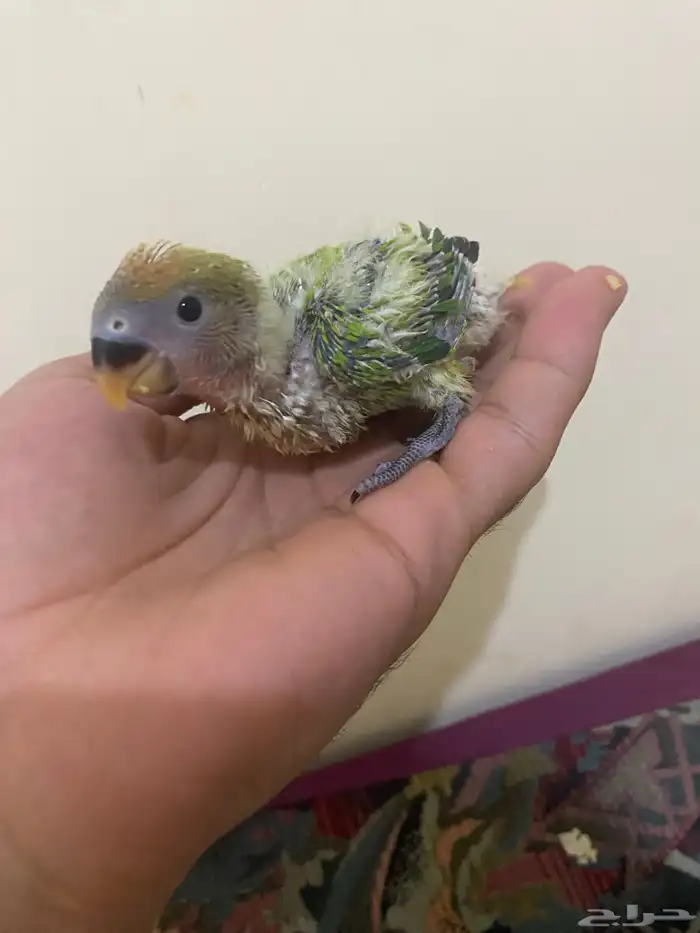 فرخ روز للبيع 0