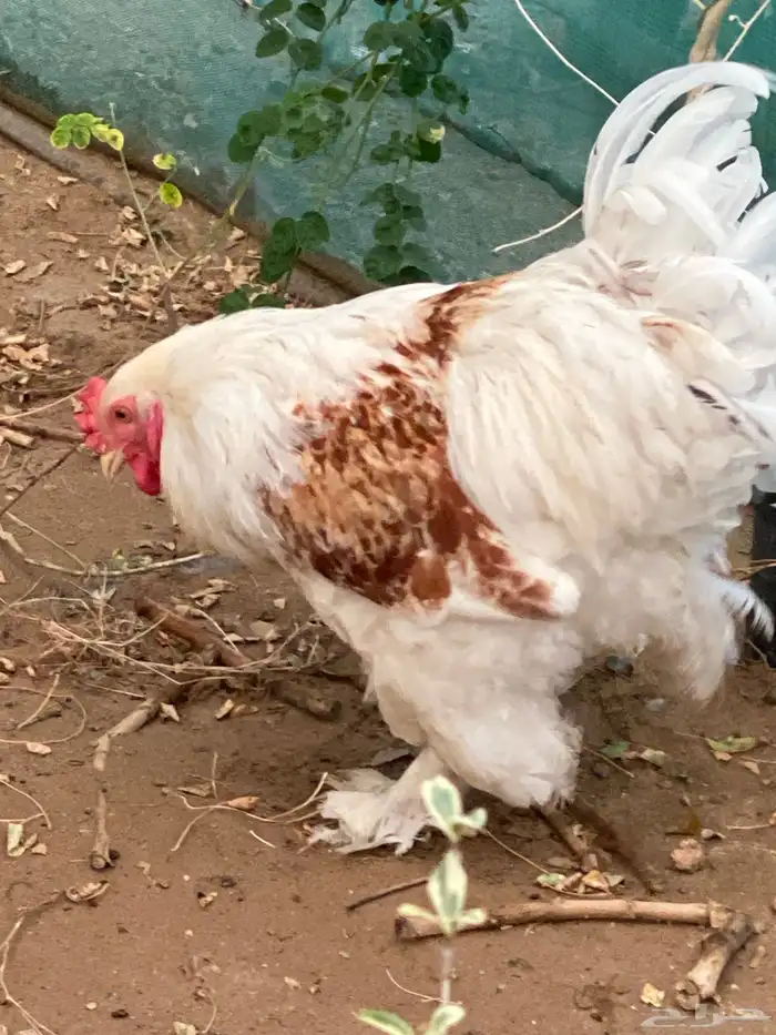 ديك براهما للبيع 9