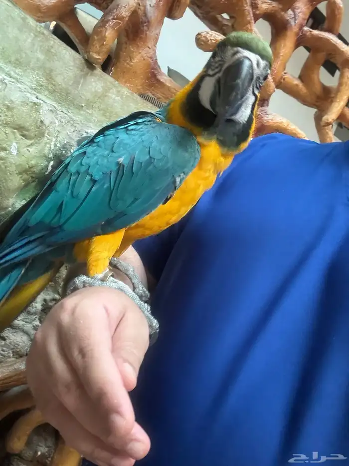 ببغاء مكاو بلو اند قولد طير 0
