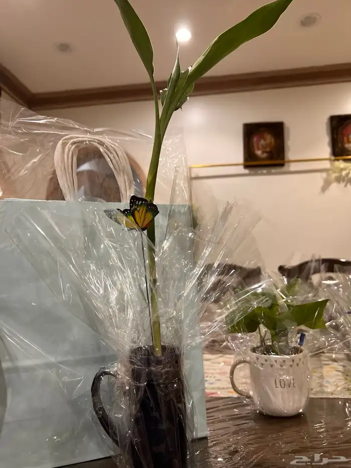 نباتات مشروع جامعي 8