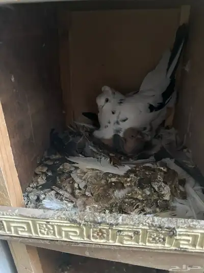 حمام للبيع جمله index