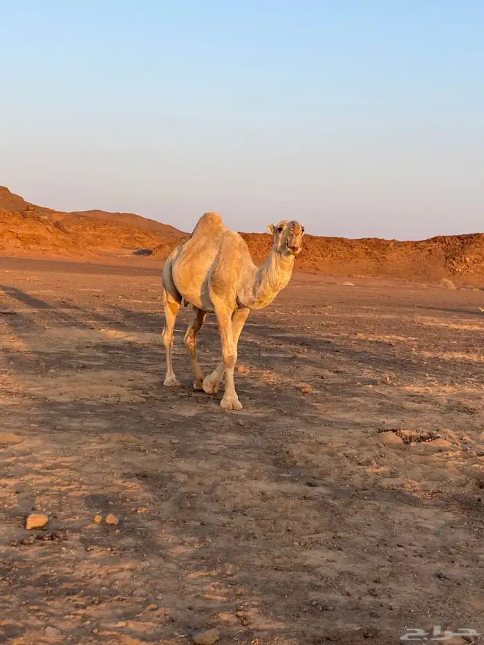 جمل اشقح مشروط 0