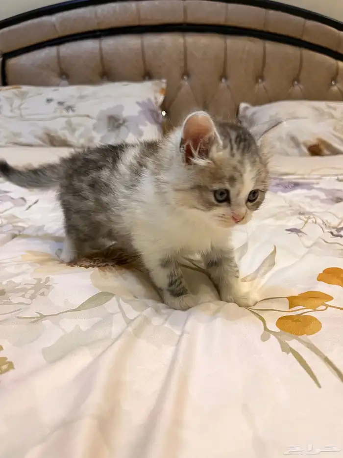 قطوه شرازيه للبيع 200 العمر شهرين مطعم مره واحده 2