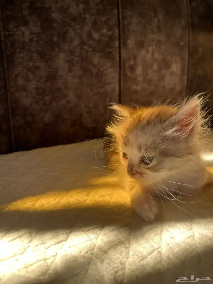 هره مهجن تبني 2