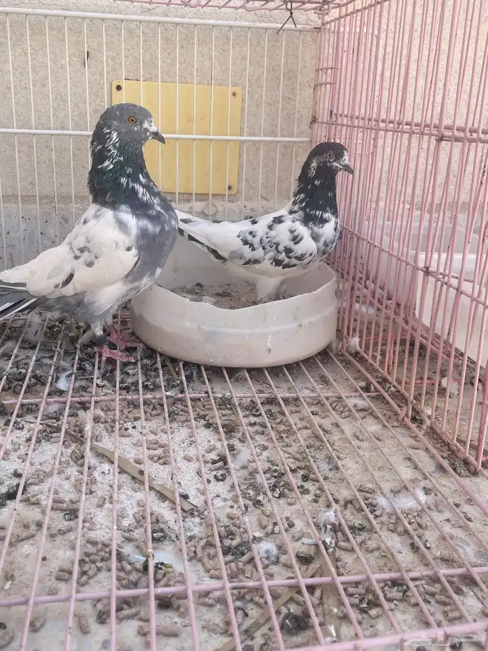 حمام هندي دم صافي قريب النتاج وفرد هندي انثا طبه 0