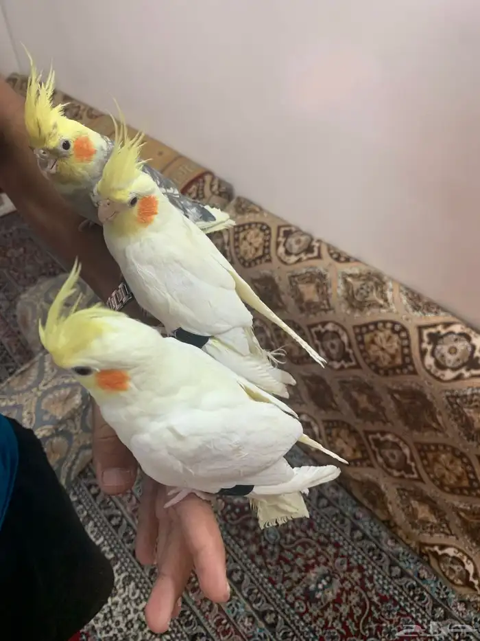 كروانات اليفه مفطومه 0