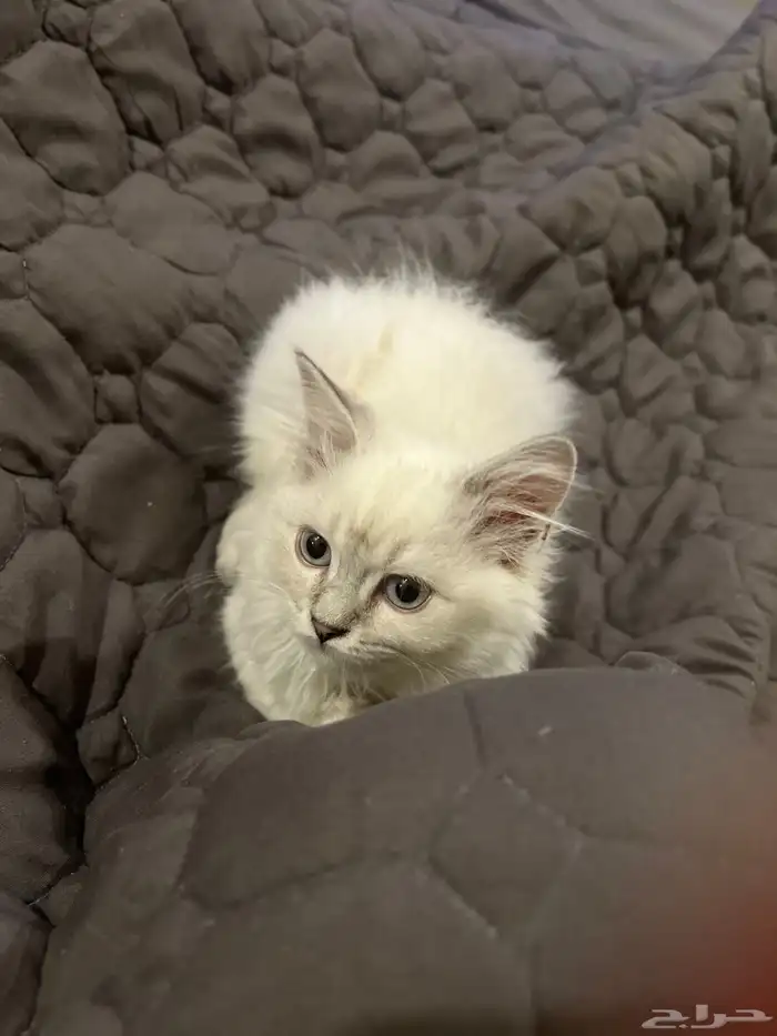 قطه للبيع شرازي 3