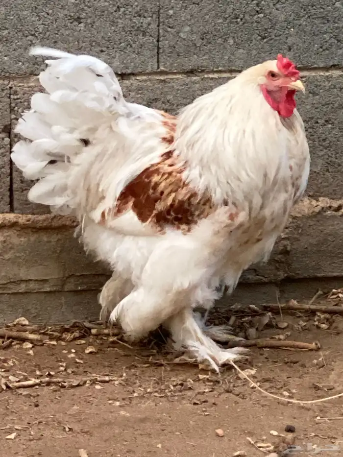 ديك براهما للبيع 1