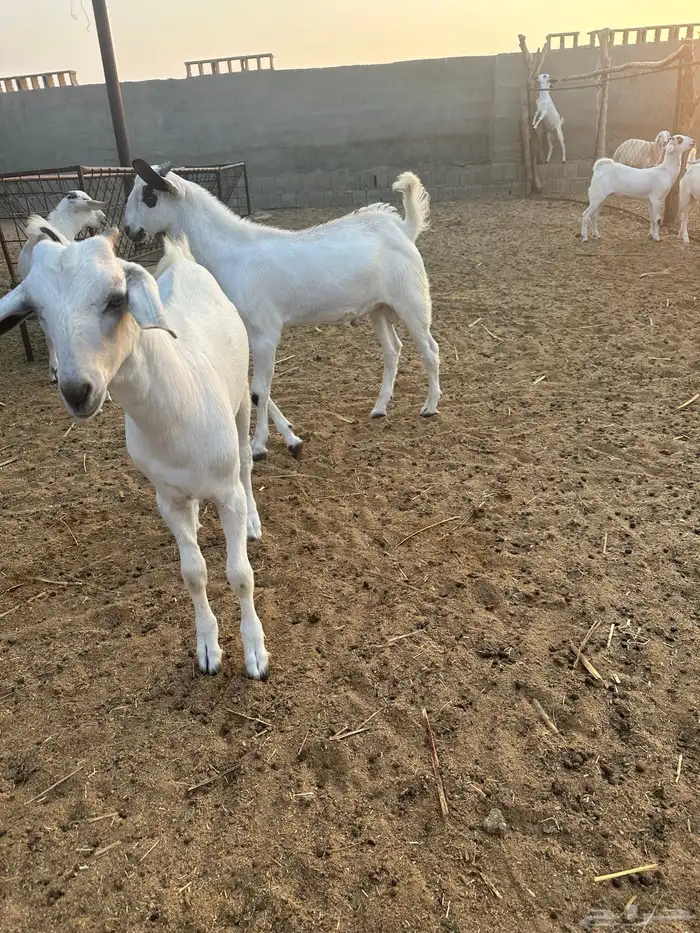 للبيع تيوس بيشية 5