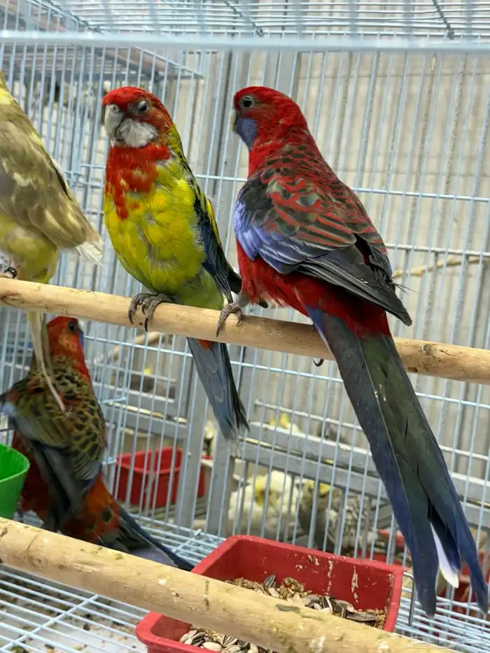 كريمسون روزيلا 0