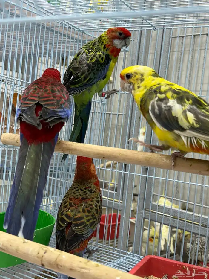 كريمسون روزيلا 8